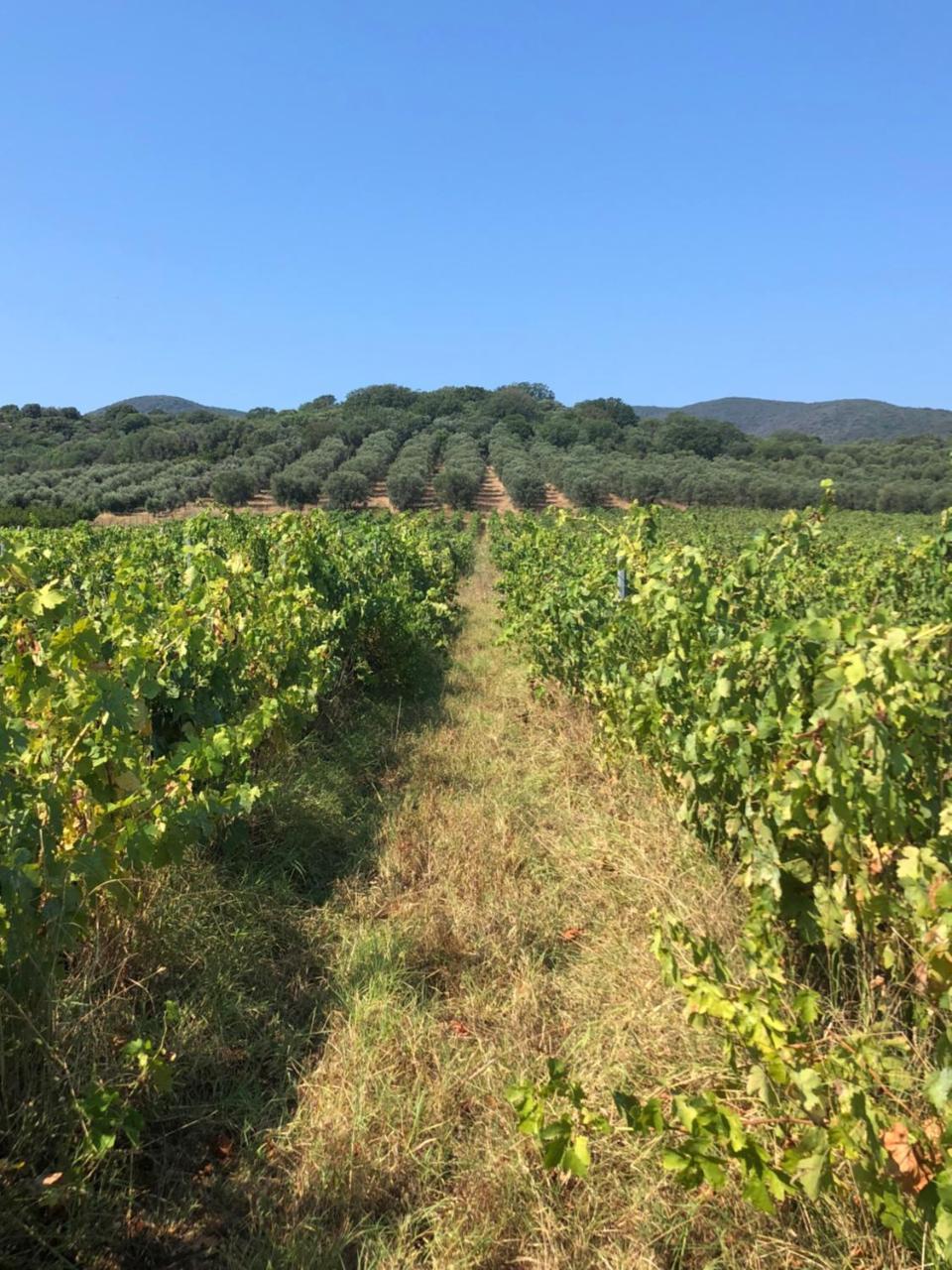 Podere Oslavia Az.Agr.Bio Giannini Alberese Eksteriør bilde